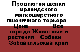 Продаются щенки ирландского мягкошерстного пшеничного терьера › Цена ­ 30 000 - Все города Животные и растения » Собаки   . Забайкальский край